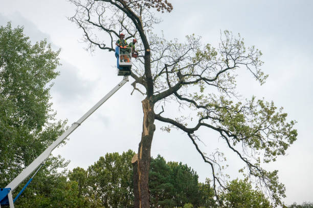 Best Emergency Tree Removal  in Longview Heights, WA