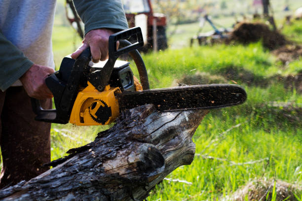 Best Tree Maintenance Programs  in Longview Heights, WA