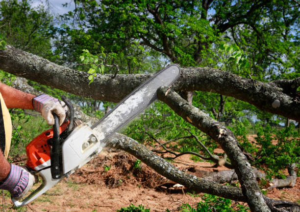 Best Tree Preservation Services  in Longview Heights, WA